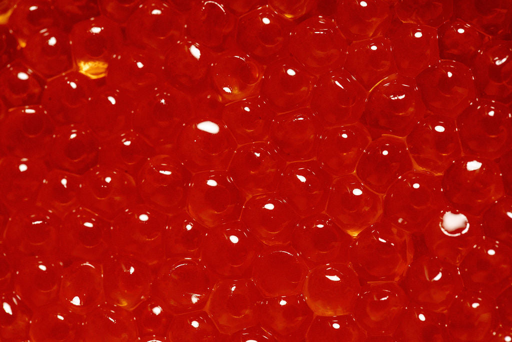 Close-up of orangey-red trout roe